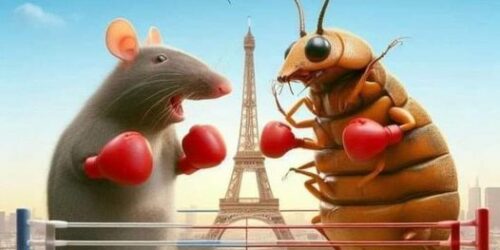 Rats and bedbugs in Paris…